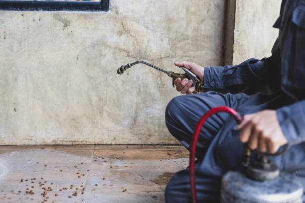 Best Rat Extermination Near Me  in Evergreen Park, IL
